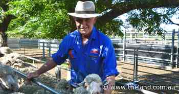 'Huge opportunity': Merino producers urged to capitalise on IMF premium