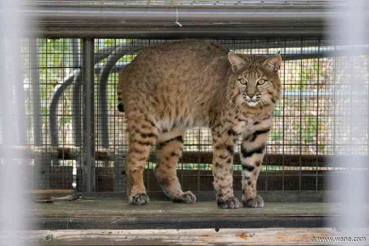 Vote to establish rules for Indiana bobcat trapping season set for Tuesday