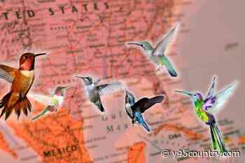 When You'll Most Likely See Hummingbirds Outside Your Window