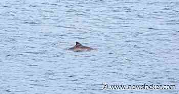 Bruinvis verdronken bij zenderactie Waddenzee