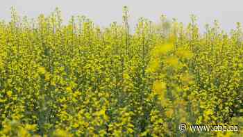 Manitoba's canola industry, farmers call for federal action on looming tariffs from China