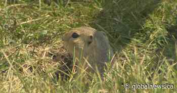 City to resume ground squirrel control, animal advocates concerned