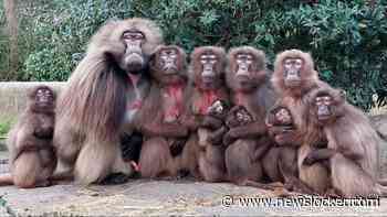 Familieportet gemaakt door dierenverzorger Lisa Schol gaat 'kei hard viraal'