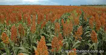 Sorghum bags a super season across NSW and southern Queensland | Grain Wrap