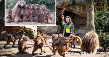 Spontane foto van Blijdorp gelada’s maakt verzorger Lisa (26) wereldberoemd: ‘Ik ben flabbergasted’