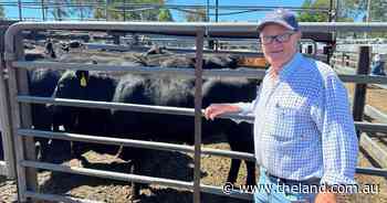 Steers to $1825 at Gloucester sale as ideal feed conditions boost quality