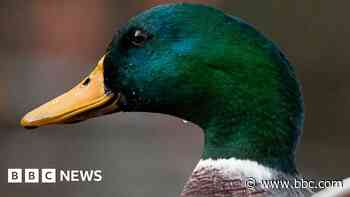 Vending machine for ducks to tackle bread feeding