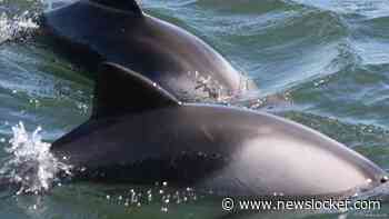 Bruinvis verdronken in Waddenzee tijdens plaatsen van zender voor onderzoek