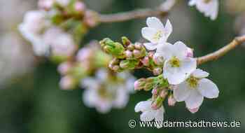 Blütenweg von Eberstadt nach Heidelberg