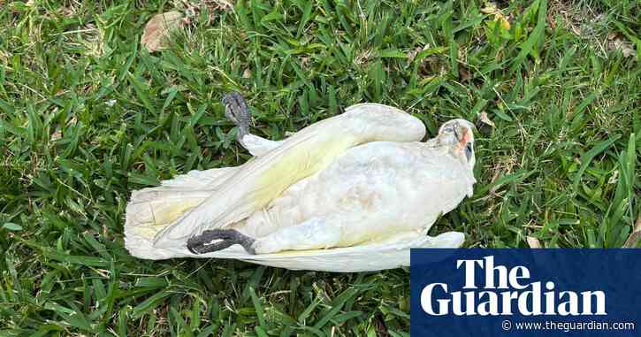‘Heartbreaking’: poisoning suspected after mass deaths of more than 200 little corellas in Newcastle