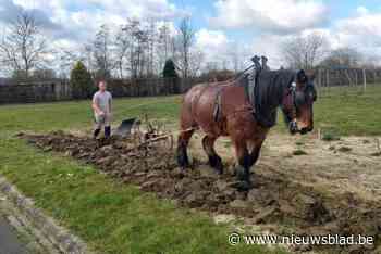 Brabantse trekpaarden ploegen grond van provinciaal proefcentrum Pamel