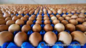Eier: USA bitten auch in Deutschland um Eier, Vogelgrippe sorgt weiter für Knappheit