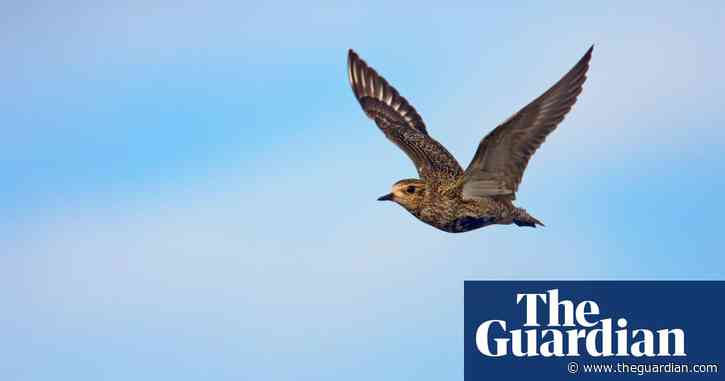 Country diary: How can a bird appear so fast and so slow at the same time? | Mark Cocker