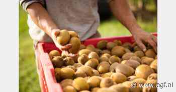 "Hopelijk compenseren hogere kiwiprijzen lagere opbrengst"