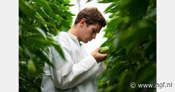 Drastisch minder chemie gebruikt in eerste seizoen 100% groen geteeld