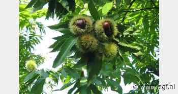 Kastanjeteelt krijgt eigen beurs in Italië