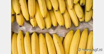 Klimaatverandering zet import bananen door Europa en VS mogelijk onder druk