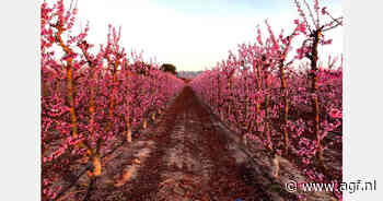 "Regen bemoeilijkt bestuiving abrikozen in Murcia"