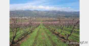 Areaal Portugese avocado's neemt toe