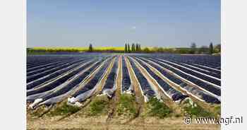 Aspergeseizoen begint langzaam na mooie lenteweek