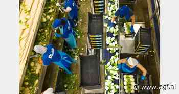 "Italiaanse venkel onbekend op internationale markt"