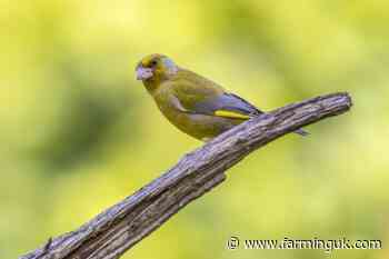 Positive signs for farmland birds on Welsh farms, survey shows