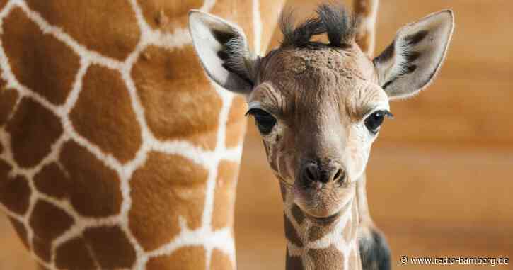 Zoo stellt Giraffenbaby «Sonnenschein» vor