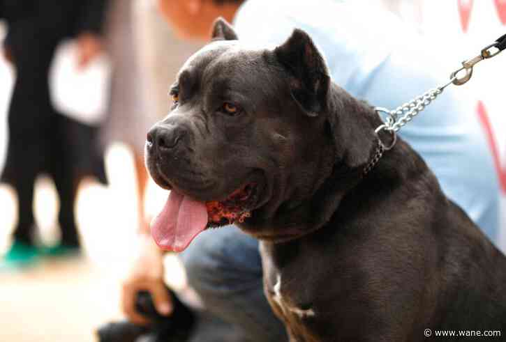 French bulldog is still top US breed, but is another gaining momentum? Of corso