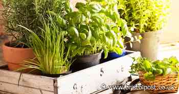 Two common herbs could be game-changing in treating Alzheimer's, research shows