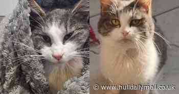 Cat diagnosed with rare disease that was once 'death sentence' fighting fit thanks to public donations