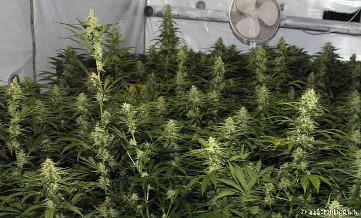 Gemeente Pekela sluit woning na ontdekken hennepkwekerij met 700 planten