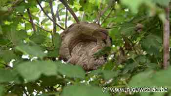 Duffel organiseert infoavond met imker Jorg Van Nylen over Aziatische hoornaar