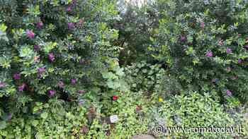 Nel giardino del municipio la targa dedicata ad Aldo Moro è inghiottita dalla vegetazione