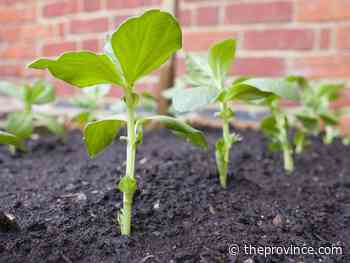 Wait for frost-free weather to settle in before seeding peas and carrots