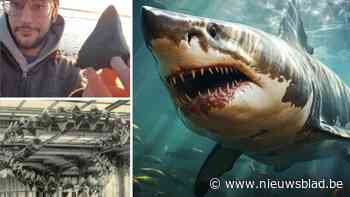 Prehistorische megalodon is nog langer dan gedacht, blijkt uit onderzoek van wervelkolommen uit Denemarken en… Antwerpen: “De stad is een haaienkerkhof”