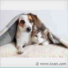 Sustainable ways to help care for your cats and dogs