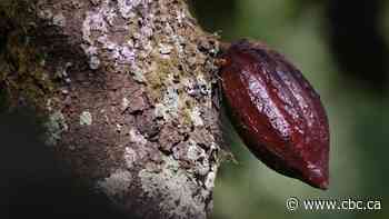 Climate disasters have nearly quadrupled cocoa prices, forcing some chocolatiers to close