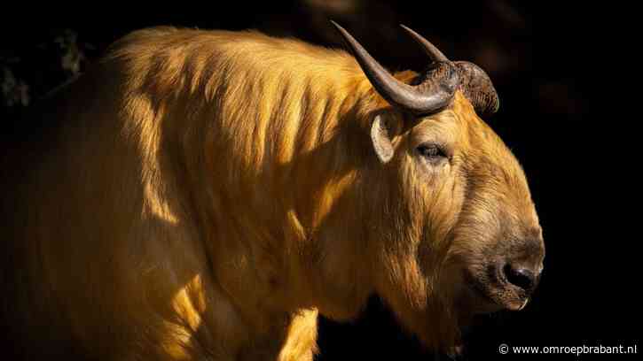 Eindhoven Zoo is binnenkort een bijzondere diersoort rijker