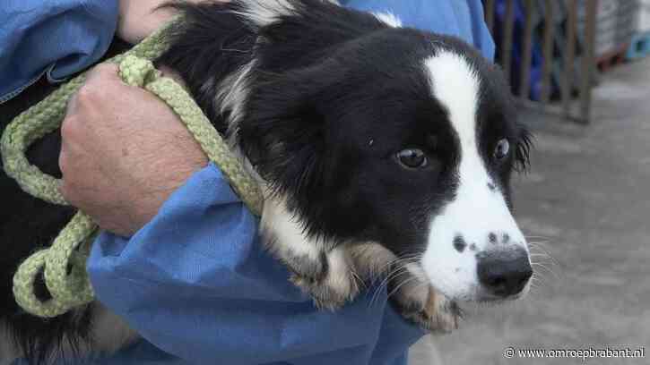 Beruchte hondenfokker eindelijk voor rechter: rechtszaal bomvol