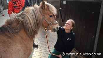 Emotioneel afscheid van mishandelde pony Fudge: “Een troost dat hij in goede handen terechtkomt”