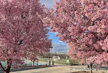Cherry blossoms are back: Events, sightseeing and more in Arlington