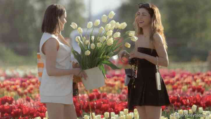 Tulip festival returns to Chilliwack in just over 3 weeks