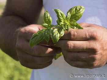 Barilla punta su qualità e responsabilità con l’Accademia del Basilico