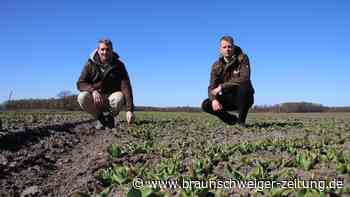 Tulpenfeld Vordorf: So soll diesmal Stau vermieden werden