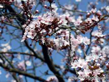 Arriva l’equinozio di primavera: quando sarà e perché è in anticipo