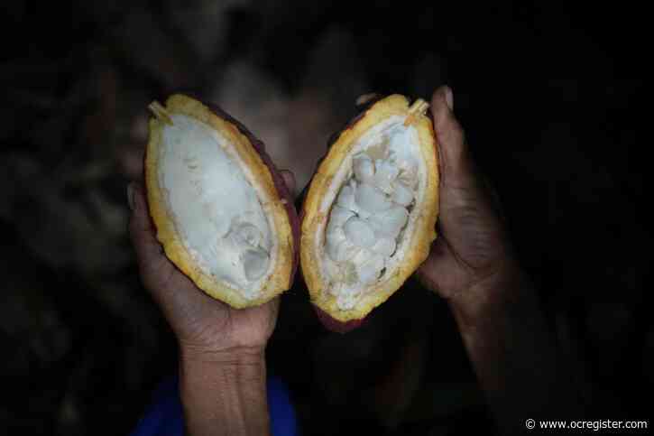 Indonesia’s cocoa farmers work with businesses to fight the bitter impact of climate change