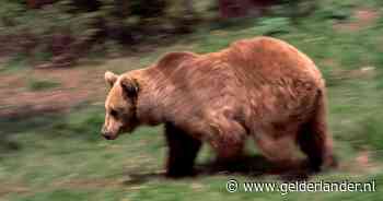 Franse jager werd meegesleurd door beer en schiet het dier dood: nu staat hij voor de rechter