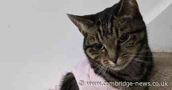 Vet finds pet cat had been shot with air gun leaving Cambs family 'extremely upset'