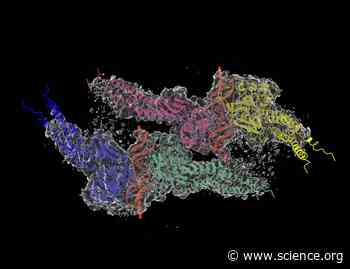 Structural analysis reveals how tetrameric tyrosine-phosphorylated STAT1 is targeted by the rabies virus P-protein | Science Signaling