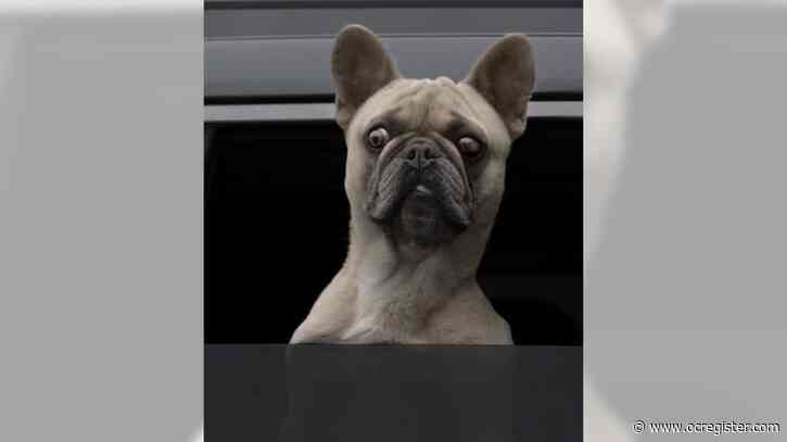Is it legal to drive in California with a dog on your lap?